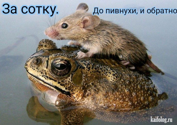 За СОТКУ и До пивнухи и обратно