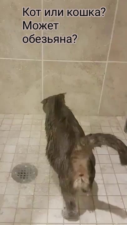 Кот или кошка Может обезьяна