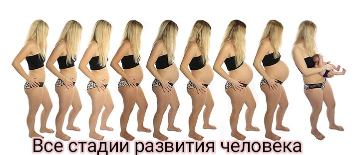 Й _ _ Все стадии развития человека