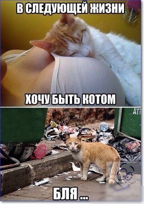 ВВЛЕШЮЩЕЙ жизни