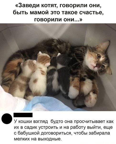 Заведи КОТЯТ ГОВОрИПИ ОНИ быть мамой ЭТО такое счастье ГОВОрИЛИ ОНИ _ У кошки взгляд будто она просчитывает как их в садик устроить и на работу выйти еще с бабушкой договориться чтобы забирала мелких на выходные
