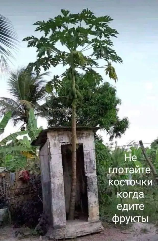 глозче е Косаэч ки когда ь едите фру ы