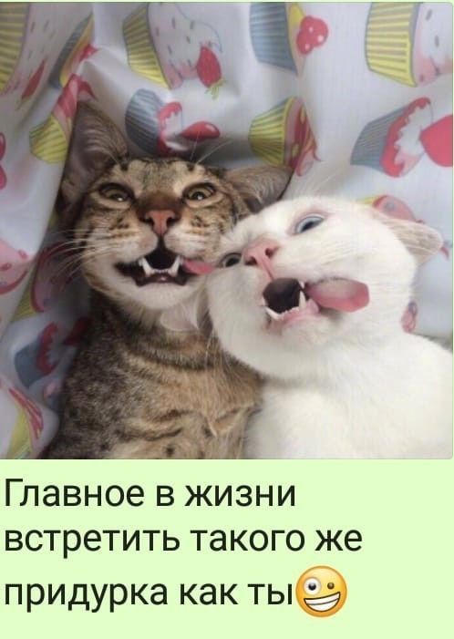 Главное в жизни встретить такого же придурка как ты