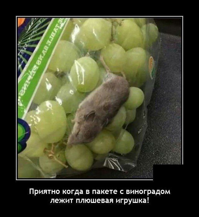 Приятно когда в пакете с виноградом лежит плюшевая игрушка