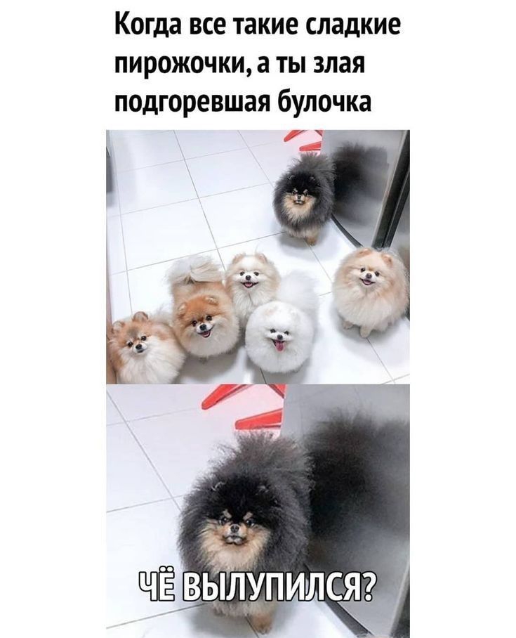 Когда ВСЕ такие сладкие ПИРОЖОЧКИ а ТЫ ЗЛЗЯ подгоревшая булочка