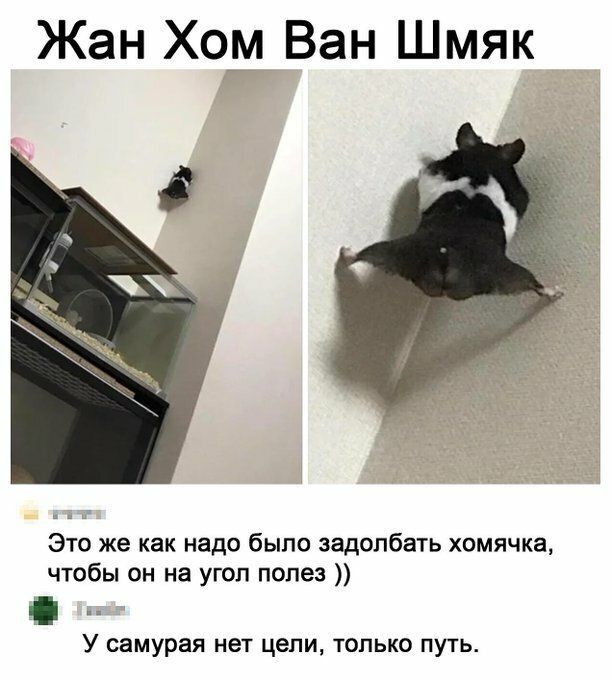 Жан Хо_м Ван Шмяк Это же как надо было задолбать хомячка чтобы он на угол полез У самурая нет цепи только путь