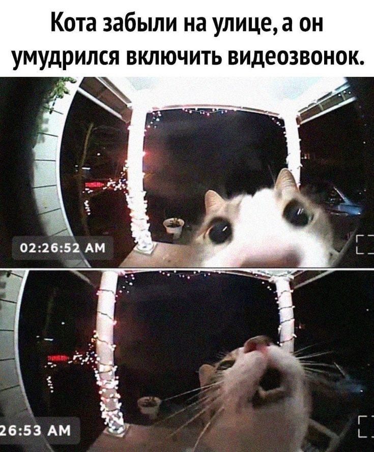 Кота забыли на улице а он умудрился включить видеозвонок