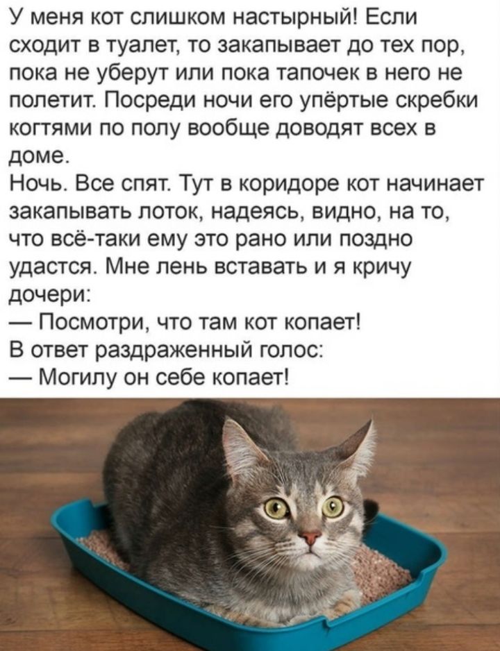 У меня кот слишком настырный Если сходит в туалет то закапывает до тех пор пока не уберут или пока тапочек в него не полетит Посреди ночи его упёртые скребки когтями по полу вообще доводят всех в доме Ночь Все спят Тут в коридоре кот начинает закапывать лоток надеясь видно на то что всё таки ему это рано или поздно удастся Мне лень вставать и я кричу дочери Посмотри что там кот копает В ответ разд