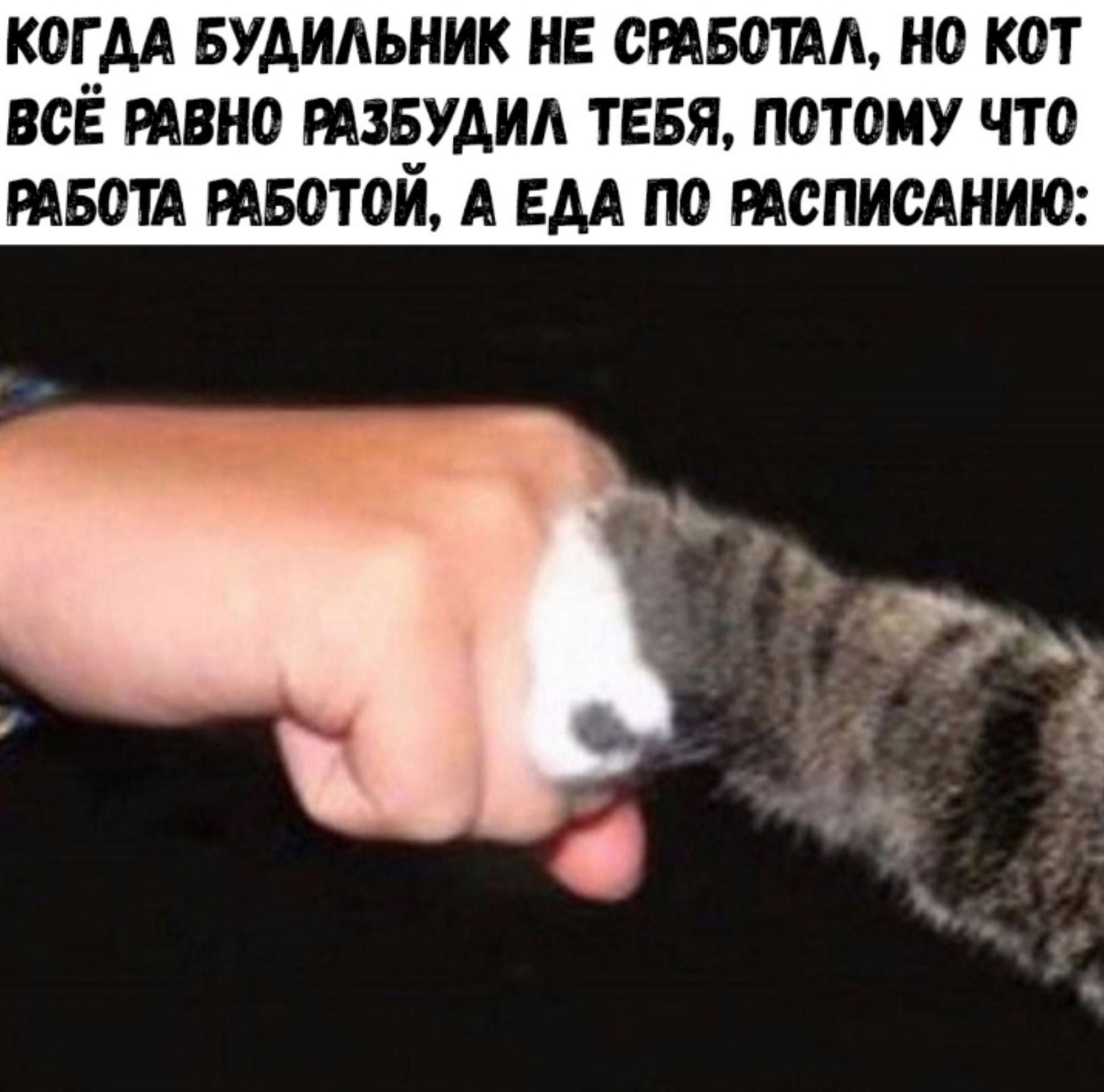 КОГ АА БУАИАЬНИК НЕ СРАБОША НО КОТ ВСЁ РАВНО РАЗЁУАИА ТЕБЯ ПОТОМУ ЧТО РАБОТА РАБОТОИ А ЕДА ПО РАСПИСАНШО