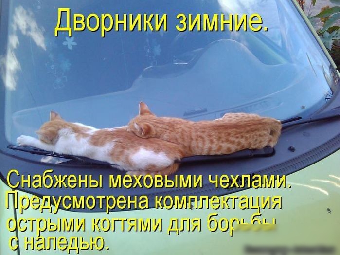 НП