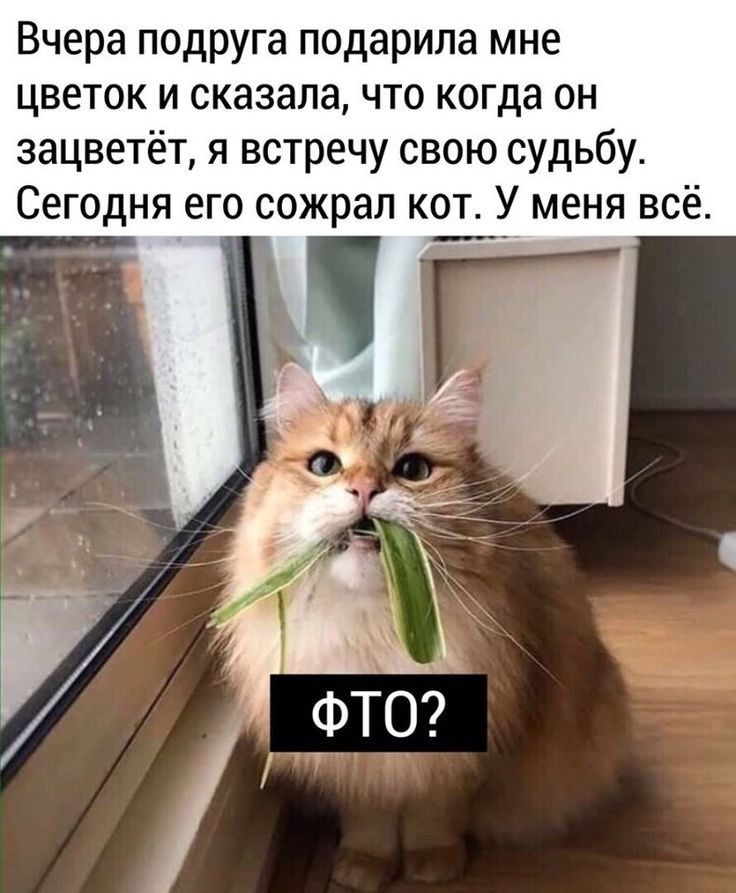 Вчера подруга подарила мне цветок и сказала что когда он зацветёт я встречу свою судьбу Сегодня его сожрал кот У меня всё