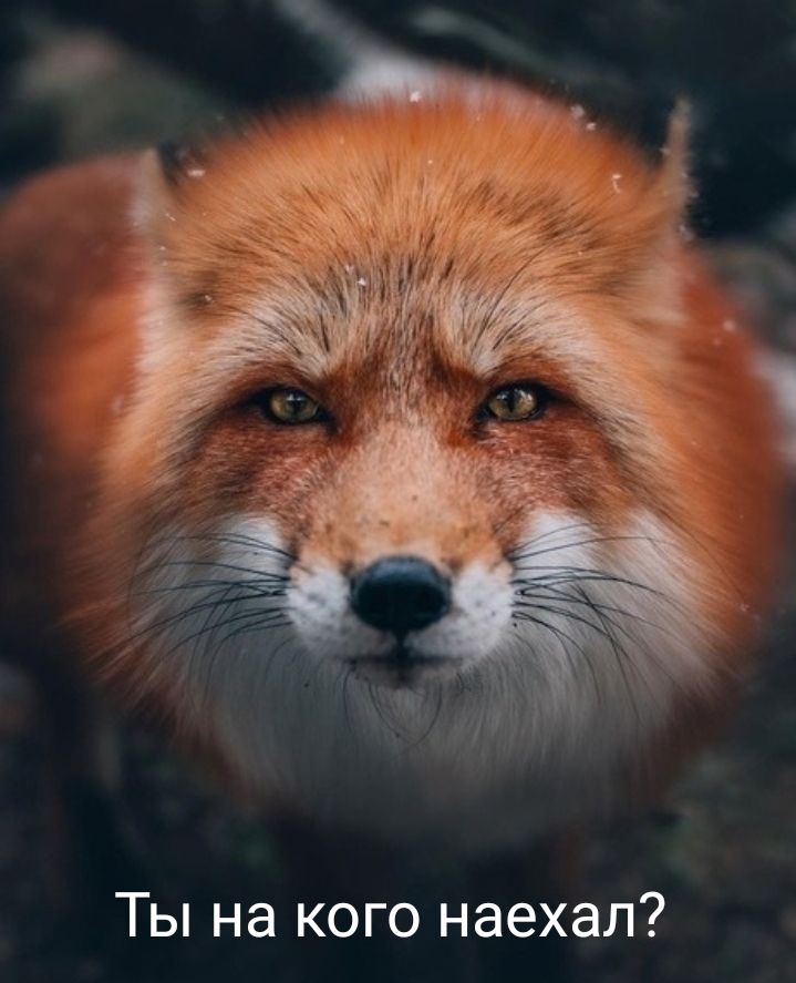 Ты на кого наехал
