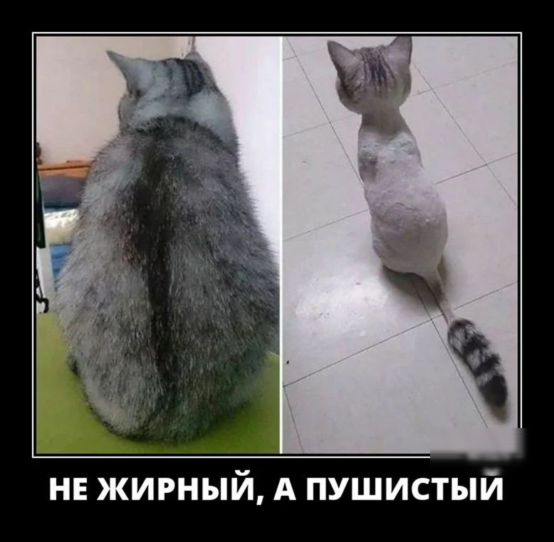 НЕ ЖИРНЫЙ А ПУШИСТЫЙ