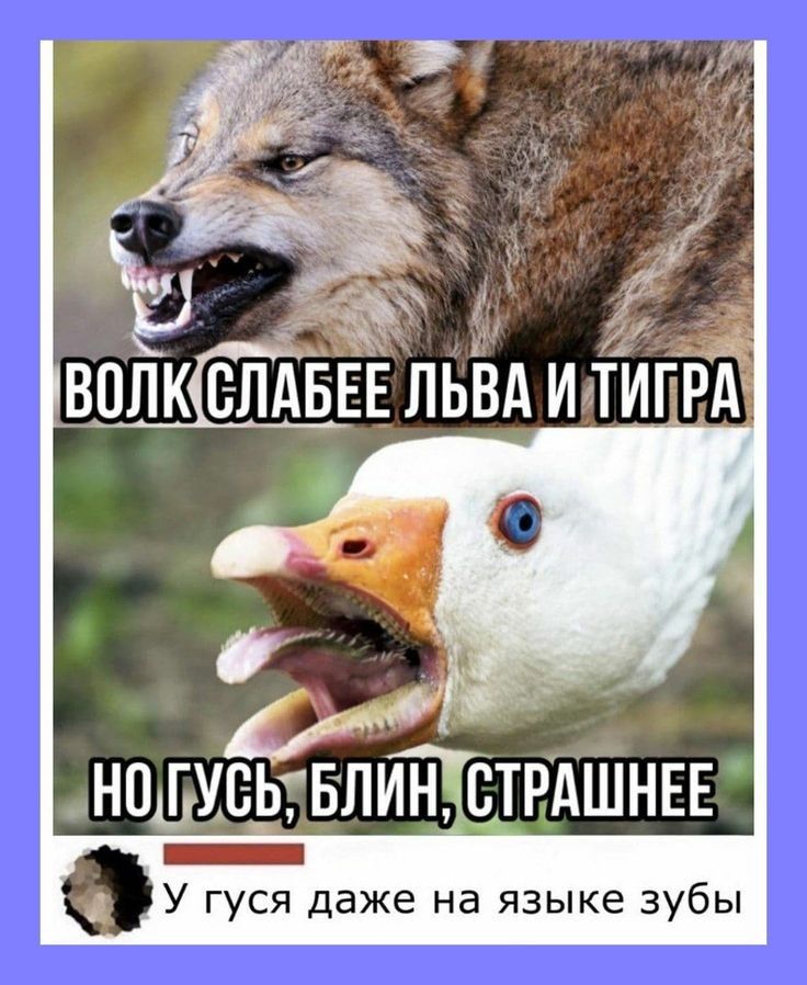 надмеьтвлин тндшны _ оу гуся даже на языке зубы
