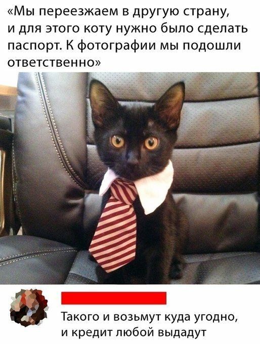 Мы переезжаем в другую страну и для этого коту нужно было сделать паспорт К фотографии мы подошли ответственно Такого и возьмут куда угодно и кредит любой выдадут