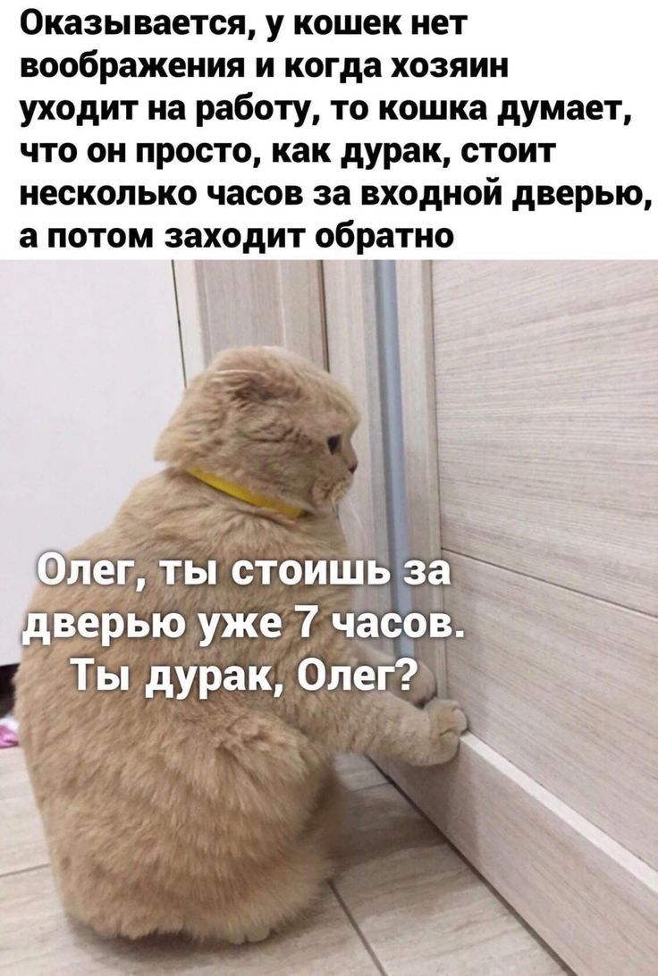 Оказывается у кошек нет воображения и когда хозяин уходит на работу то кошка думает что он просто как дурак стоит несколько часов за входной дверью а потом заходит обратно ц_ т ъ Ё ег _ьп стоишь за