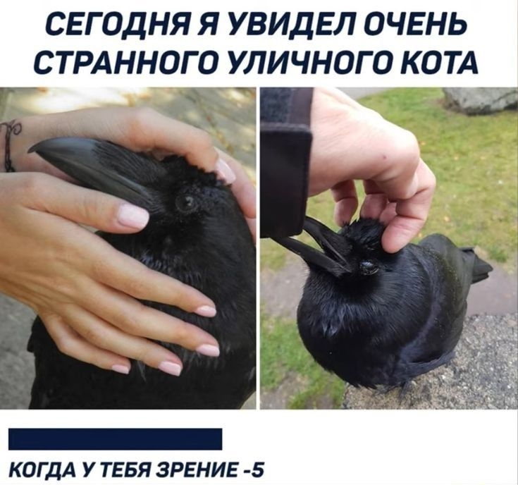 СЕГОДНЯ Я УВИДЕЛ ОЧЕНЬ СТРАННОГО УЛИЧНОГО КОТА _ __ у _ КОГДА У ТЕБЯ ЗРЕНИЕ 5