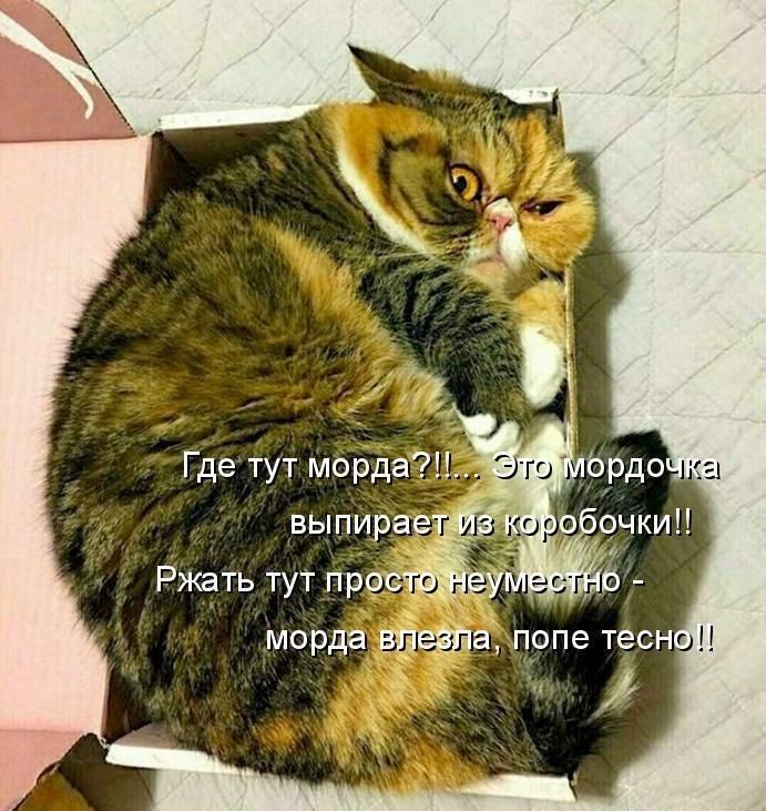 Морда дивана попе тесн