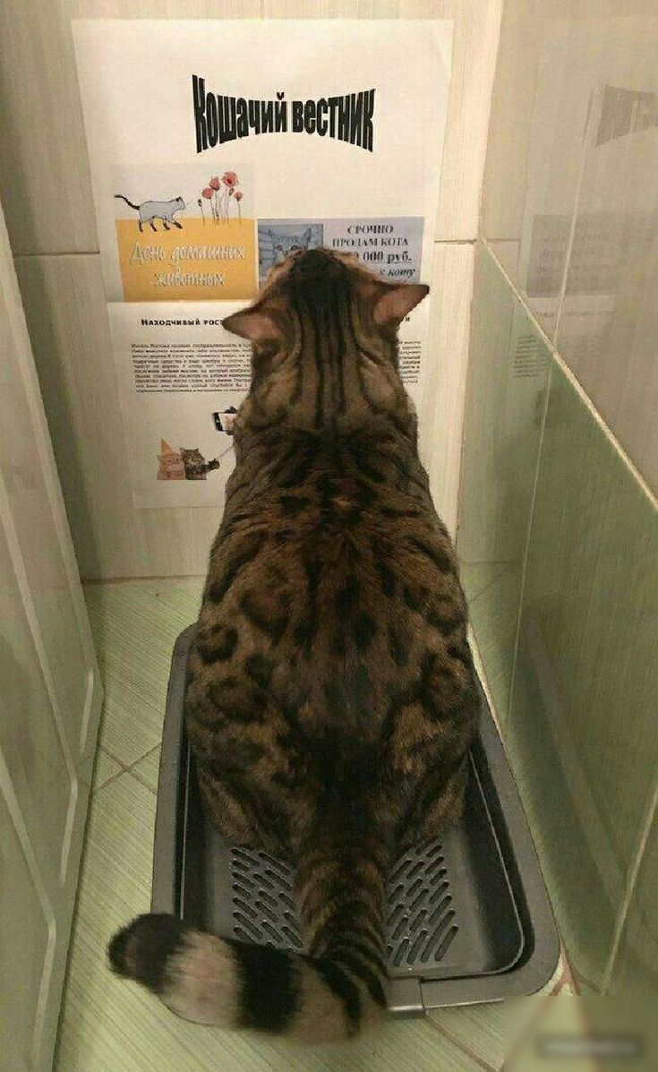 ит ш и