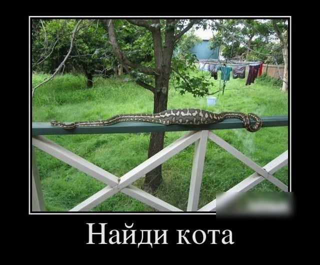 ди кота ай Н
