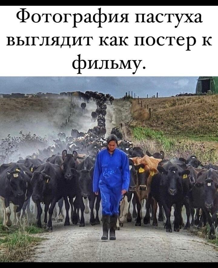 Фотография пастуха выглядит как постер к