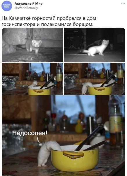 дм На Камчатке орностай пробрался адом госинспеиторз и подаюился борщом Недосопкен
