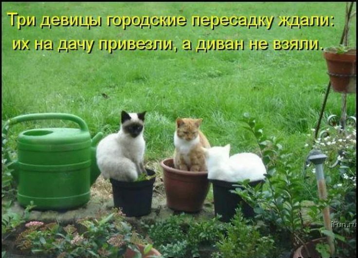 Три цезицы шроць киа перасадкуждыли лчу прлзеслл 31 дн ЗЭ ЦН гіэ ИЛИ