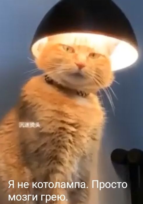 Я не котолампа росто мозги грек