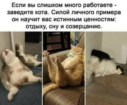 Если вы слишком много работаете заведите кота Сипой личного приме он научит вас истинным ценностям отдыху сиу и созерцанию