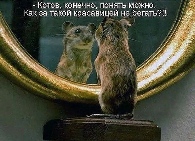 котов, конечно, понять можно. Как за такой красавицеи не бегать?