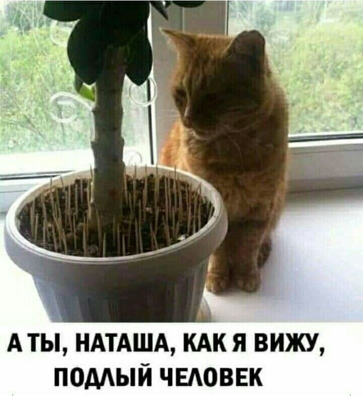 А тьі НАТАША кАк я вижу помый чыюввк
