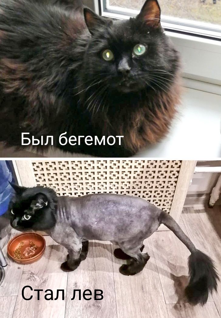 Был бегемот