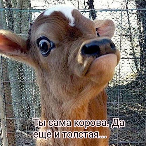 Ёп о_ама корова щ