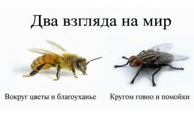 Два взгляда на МИР Вокруг цветы и благоуханье Кругом говно и помойки