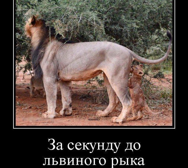 За секунду до львиного рыка