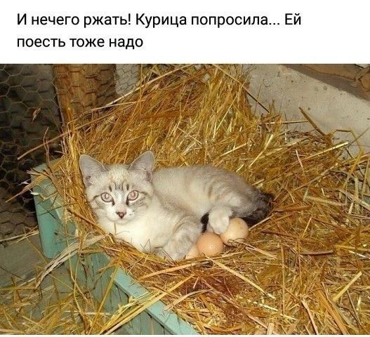 И нечего ржать Курица попросила Ей поесть тоже надо