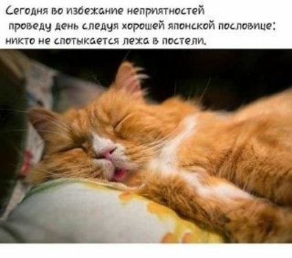 с тихим непрпптиоцей проведу лен тещи хирошей японской пословице по не штыка пед постели