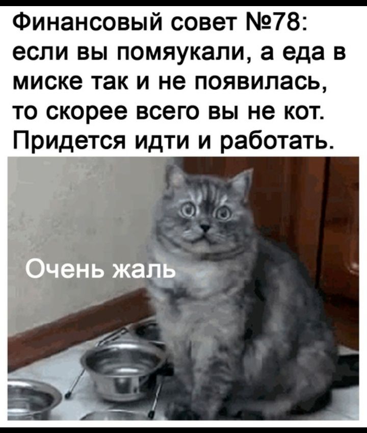 Финансовый совет 78 если вы помяукапи а еда в миске так и не появилась то скорее всего вы не кот Придется идти и работать