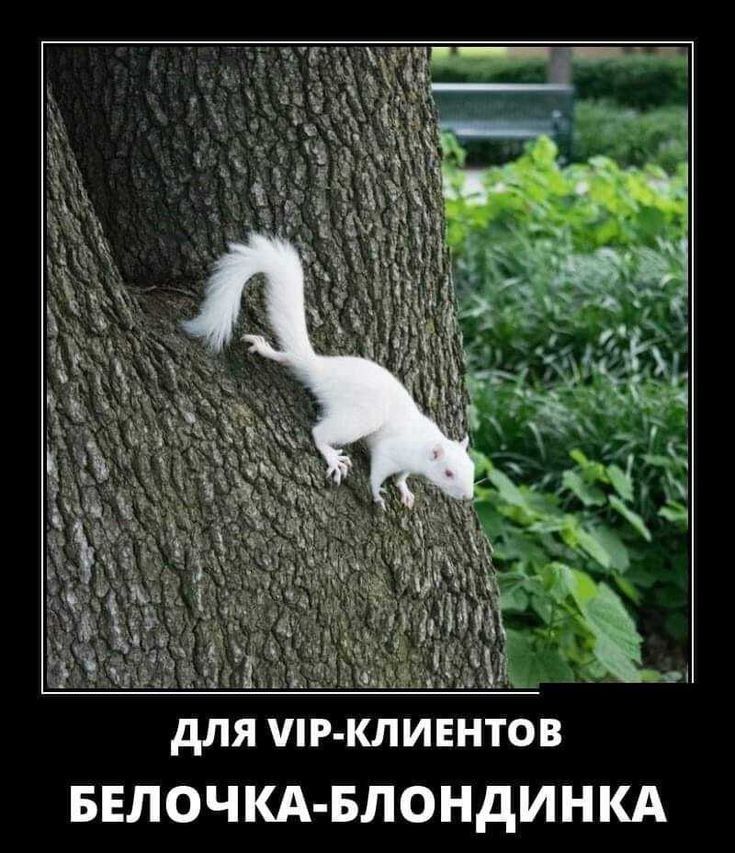 ЁЕтч Юный ид для Р КЛИЕНТОВ БЕЛОЧКА БЛОНДИНКА
