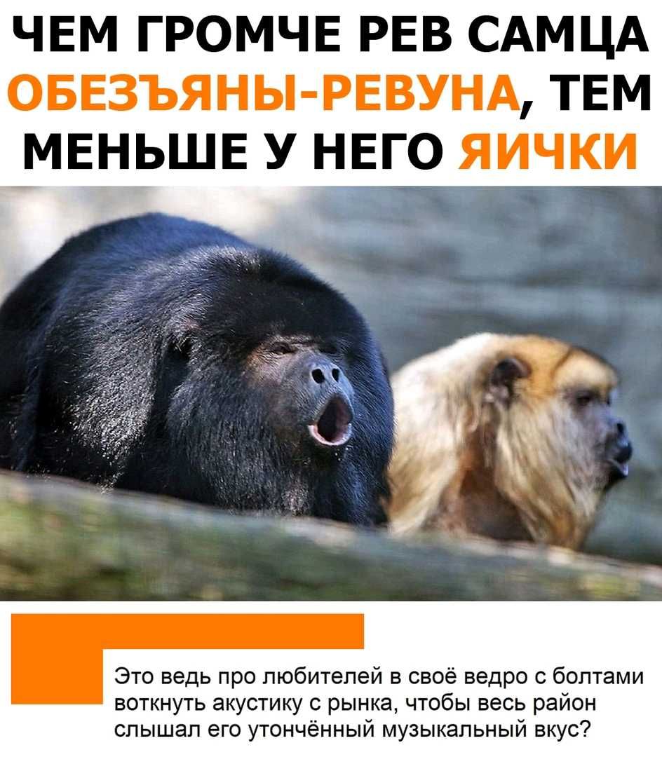 ЧЕМ ГРОМЧЕ РЕВ САМЦА ОБЕЗЪЯНЫ РЕВУНА ТЕМ _МЕНЬШЕ У НЕГО ЯИЧКИ Это ведь про любителей в своё ведро с болтами воткнуть акустику с рынка чтобы весь район слышал его утончённый музыкальный вкус