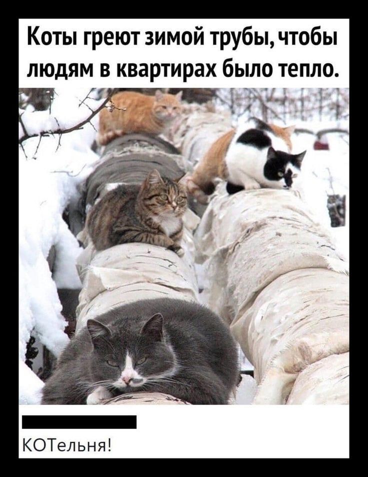 Коты греют зимой трубы