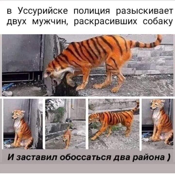 В УССУРИЙСКЭ ПОЛИЦИЯ РЭЗЫСКИВЭВТ ДВУХ МУЖЧИН раскрасивших собаку