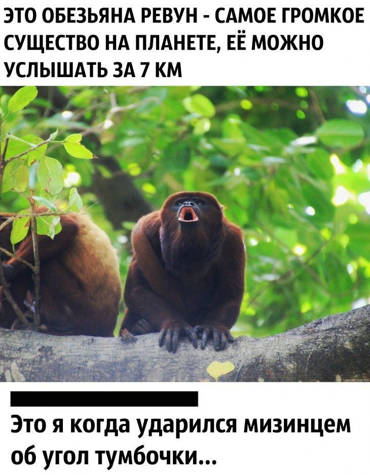 ЭТО ОБЕЗЬЯНА РЕВУН САМОЕ ГРОМКОЕ СУЩЕСТВО НА ПЛАНЕТЕ ЕЁ МОЖНО Это я когда ударился мизинцем 06 угол тумбочки
