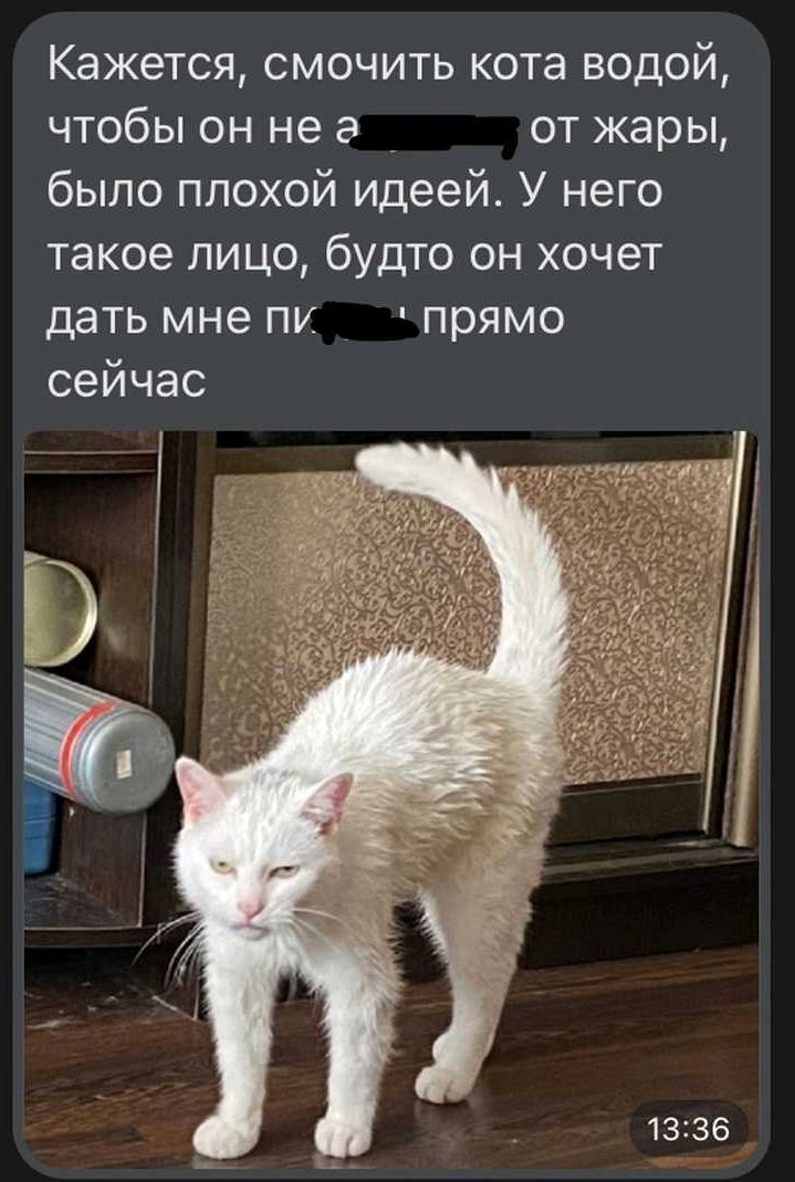 Кажется смочить кота водой чтобы он не а _ от жары было плохой идеей У него такое лицо будто он хочет дать мне пи прямо сейчас 0 7 г Пн ШТ _