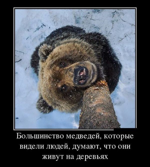 Большинство медведей которые видели людей думают что они живут на деревьях