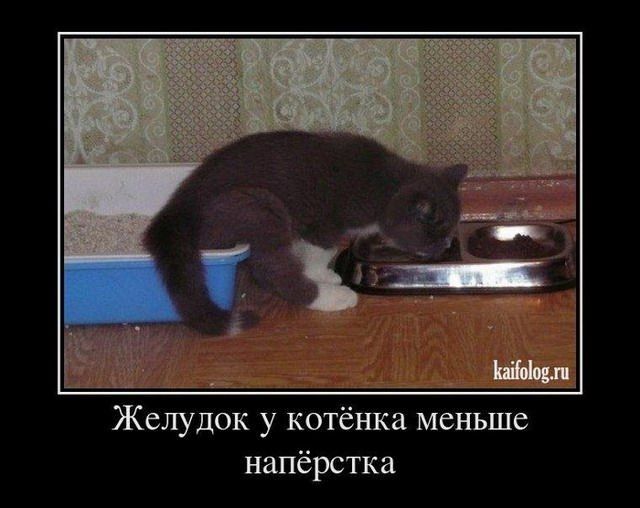 24 '  ссапиы  авн желудок у котёнка меньше напёрстка