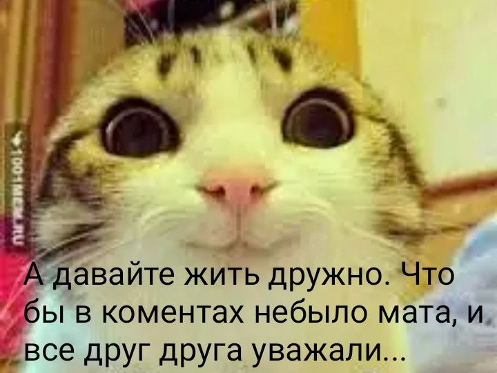 давайте жить дружно Что бы в коментах небыло мата и все друг друга уважали