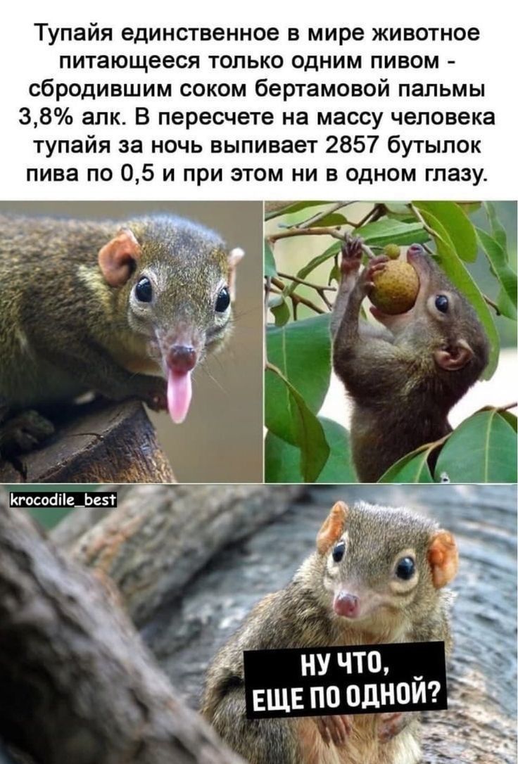 Тупайя единственное в мире животное питающееся только одним пивом сбродившим соком бертамовой пальмы 38 апк В пересчете на массу человека тупайя за ночь выпивает 2857 бутылок пива по 05 и при этом ни в одном глазу