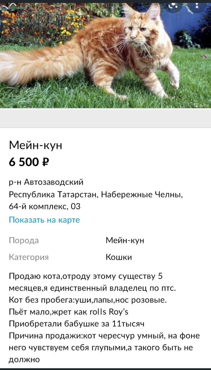 Мейн кун 6 500 Р рн Автозаводский Республика Татарстан Набережные Челны 64й комплекс 03 Показать на карте Порода Мейн кун Категория Кошки Продаю котаотроду этому существу 5 месяцевя единственный владелец по птс Кот без пробегаушилапынос розовые Пьёт мапожрет как го Коуз Приобретали бабушке за 11тысяч Причина продажижот чересчур умный на Фоне него чувствуем себя глупымиа такого быть не должно