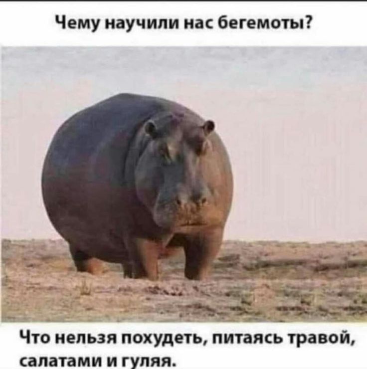 Чему научили нас бегемоты ЧТО НЕЛЬЗЯ ПОХУДЁТЬ ПИТЗЯСЬ травой апатами И ГУПЯЯ